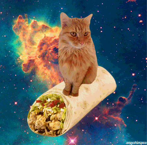 Burrito Cat