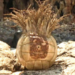 wilson